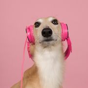 labo-de-nico-animaux-aime-musique